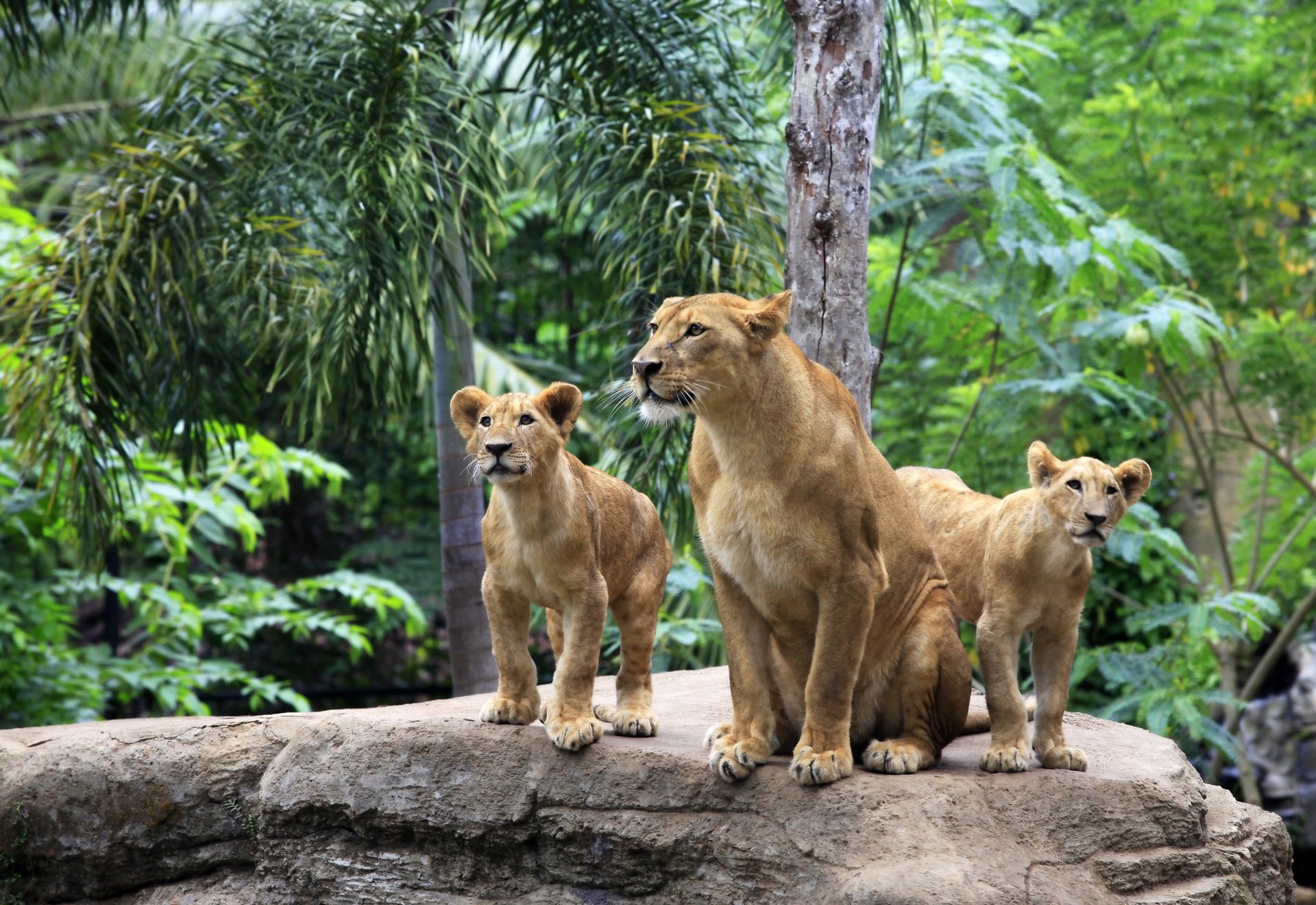 leone gatti cuccioli di leone pietra famiglia albero leonessa