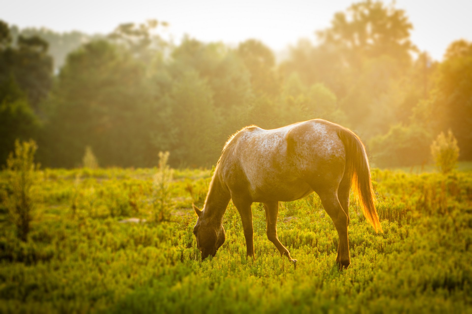 animals meadow greenery grass horse horse sun