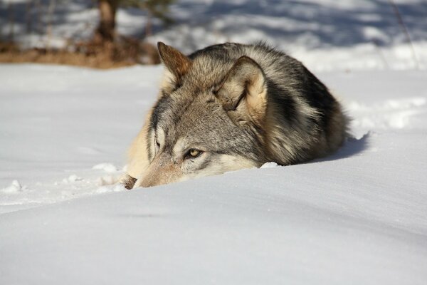 Der Wolf wärmt sich in der Wintersonne