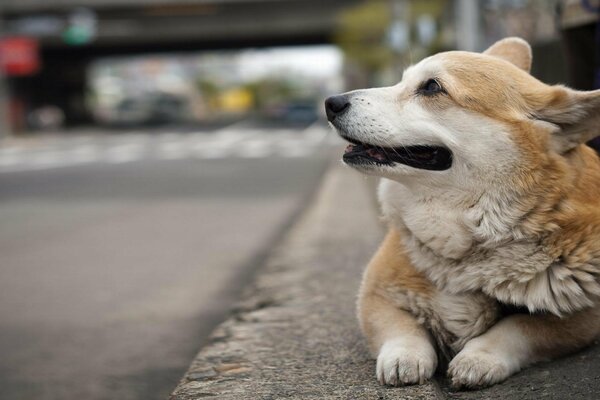 Welsh corgi lying on the sidewalk