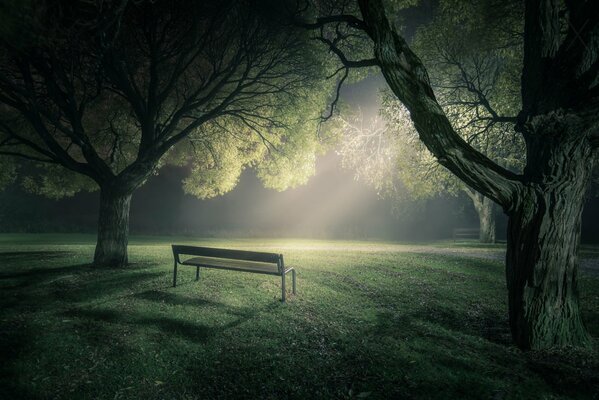 Banc solitaire dans un parc vide