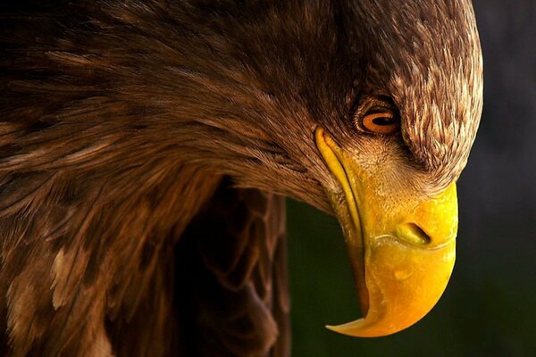 Becco d aquila di profilo su sfondo scuro