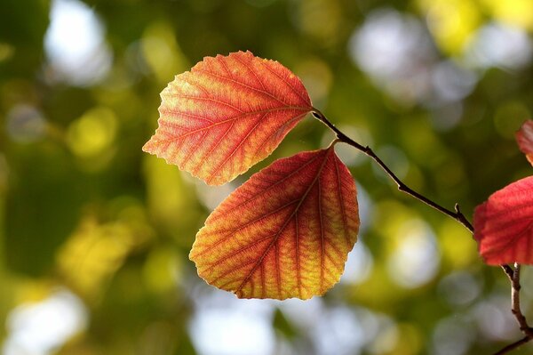 Veines de feuilles d automne sur une branche d arbre d automne