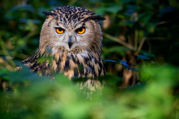 Hibou bigarré avec un regard expressif sérieux sur fond de nature