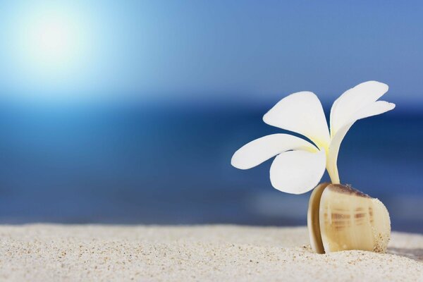 Fiore bianco di plumeria in conchiglia sulla spiaggia