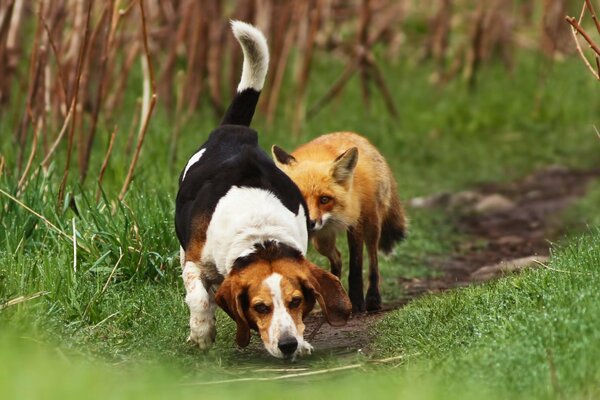 Rencontre d un renard et d un chien sur un sentier