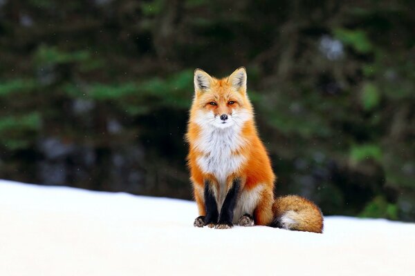 Fuchs mit flauschigem Schwanz im Winterwald