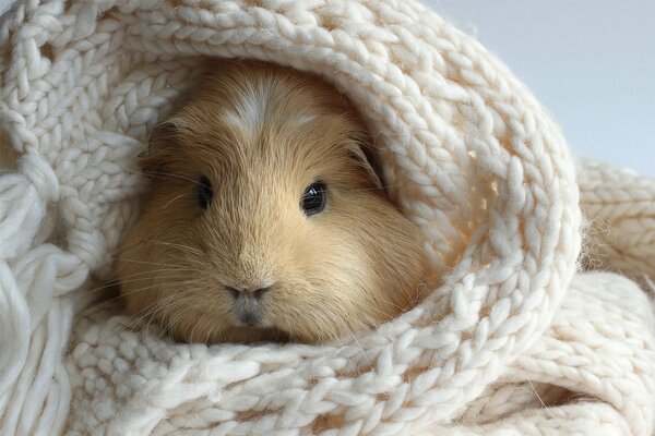 Meerschweinchen im weißen, gestrickten Schal