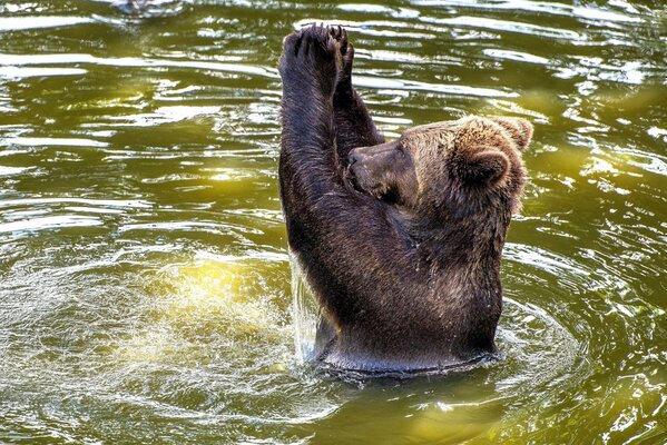 Europäischer Braunbär baden