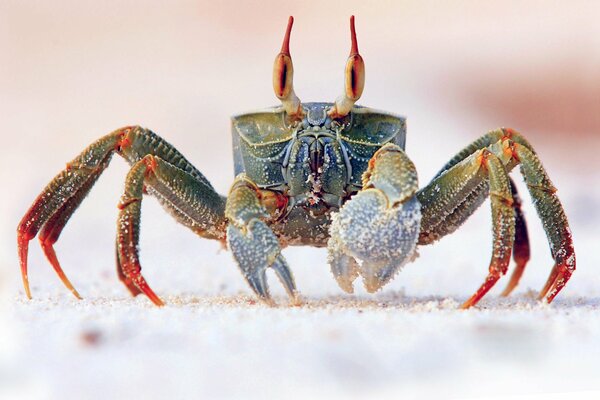 Crabe avec des yeux étonnants sur le sable