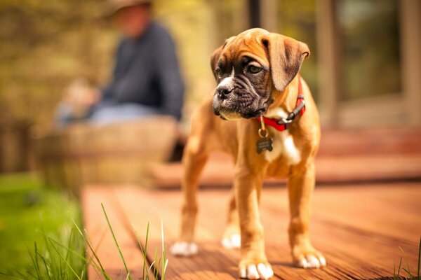 A four-legged friend of a man with a tired look