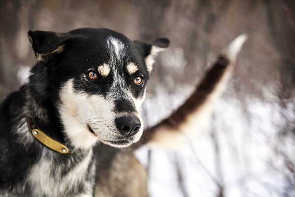 Un perro con una mirada amistosa en un fondo de invierno