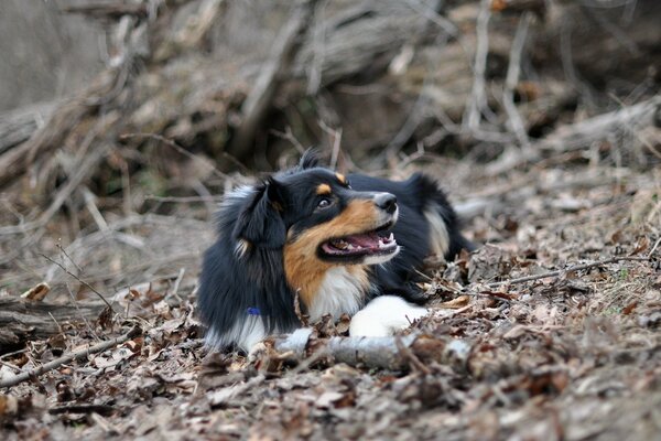 A dog in nature among branches and foliage