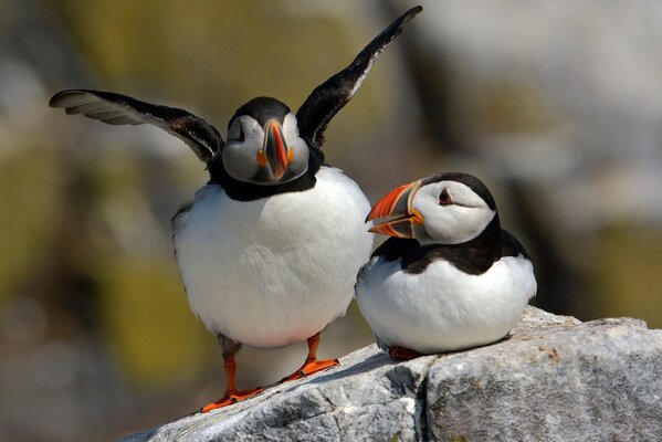 Unusual birds settled on a rock