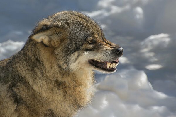 Y la sonrisa de lobo no nos asusta