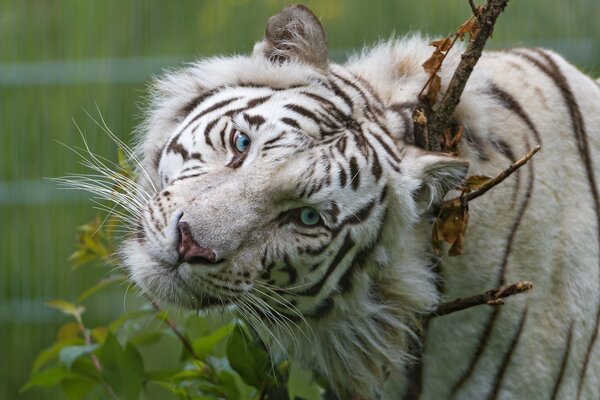 Tigre bianca dagli occhi azzurri con uno sguardo carino