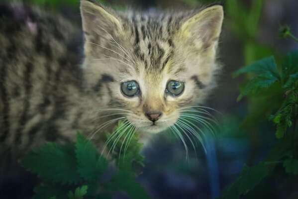 Striped kitten with sad eyes