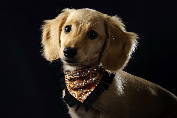 Perro con un lindo collar