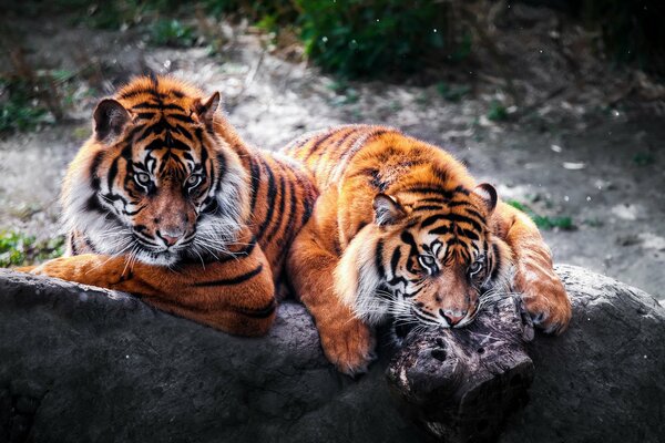 Un paio di gatti selvatici sdraiati per rilassarsi su una pietra