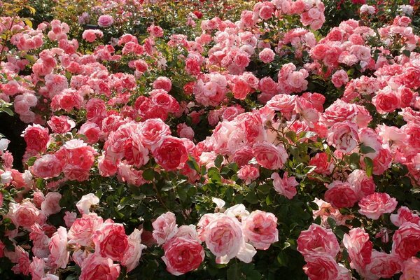 Extraordinarily beautiful bushes of stem roses