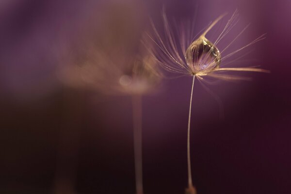 Goutte qui coule sur la tige de la plante