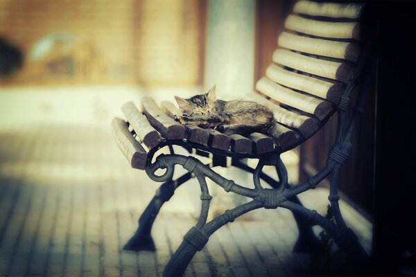 The kitten is sleeping soundly on the bench