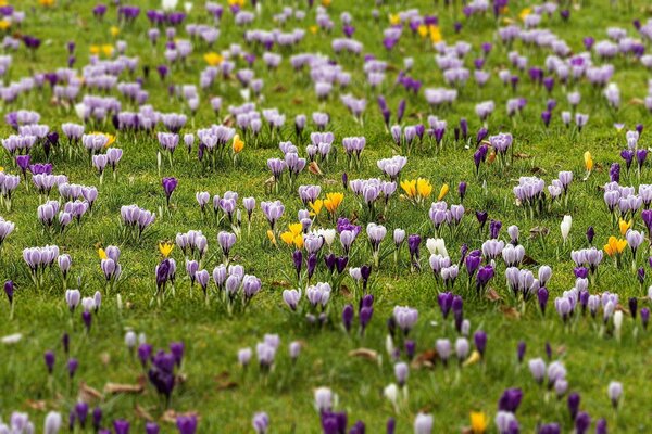 Frühlingsfarbene Krokusse auf einem grasbewachsenen Feld