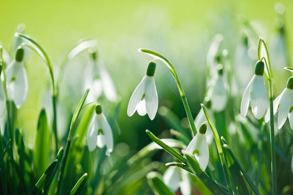 Feld der im warmen Frühling erwachten Schneeglöckchen