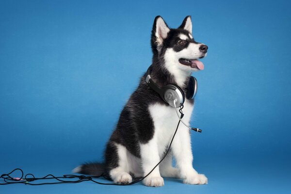 Perro con auriculares sobre fondo azul