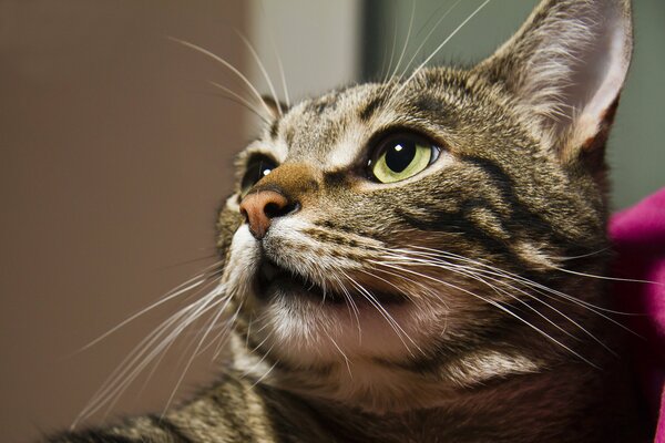 Portrait of a grey cat with a stern look