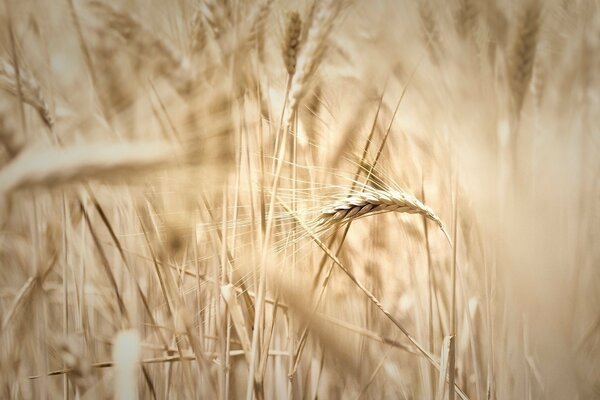 Ears of ripening wheat on the field in the rays of the sun