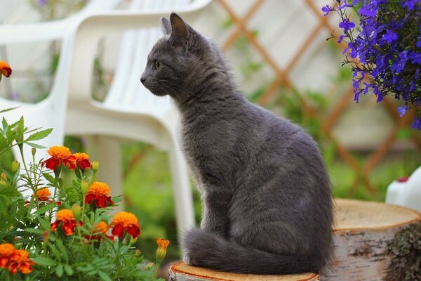 Gato gris en el país entre las flores