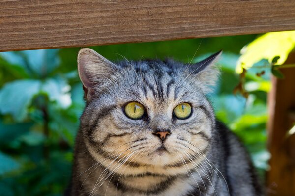 Striped cat with green eyes