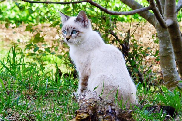 A white cat with blue eyes walks