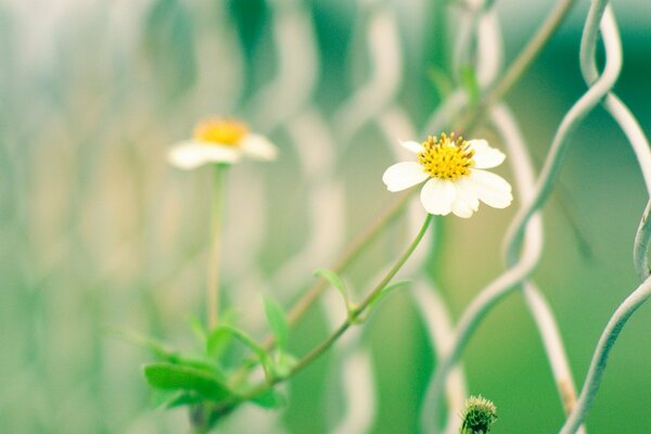 Due fiori bianchi su uno sfondo di griglia