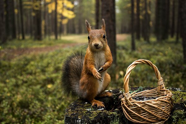 En el bosque, una ardilla recoge nueces en una canasta