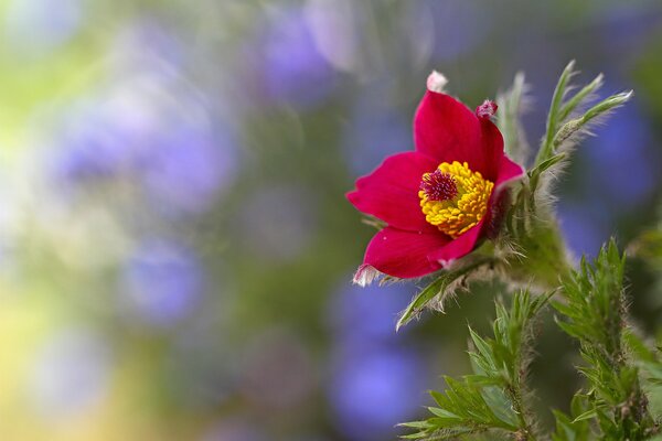 Schöne rosa Blume auf einem verschwommenen lila grün Hintergrund