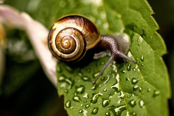 A snail crawls on a leaf wet with drops