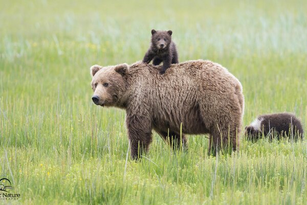 Ein Bär mit Bären geht auf dem Rasen spazieren