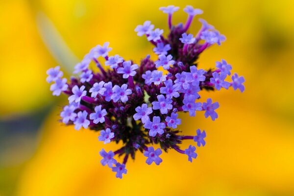 Bouquet di piccoli fiori lilla