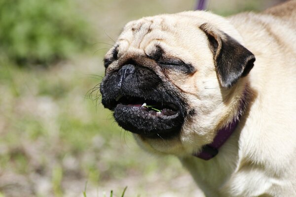 Un Pug satisfecho se regocija con los rayos del sol de verano