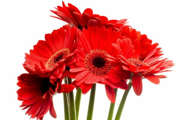 Bouquet of juicy bright red gerberas