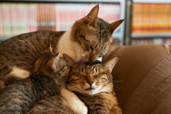 Katzenfamilie ruht sich auf der Couch aus