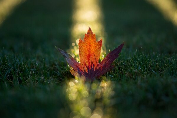 Herbstliches orangefarbenes Blatt im Sonnenstrahl