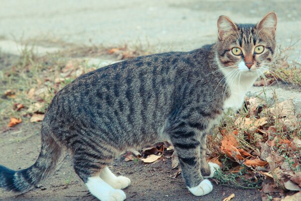 Il gatto soriano con le zampe bianche sembra sorpreso