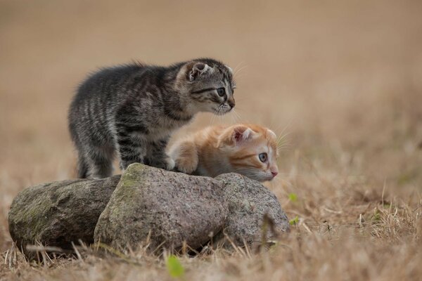 Due bellissimi gattini. Piccoli gatti