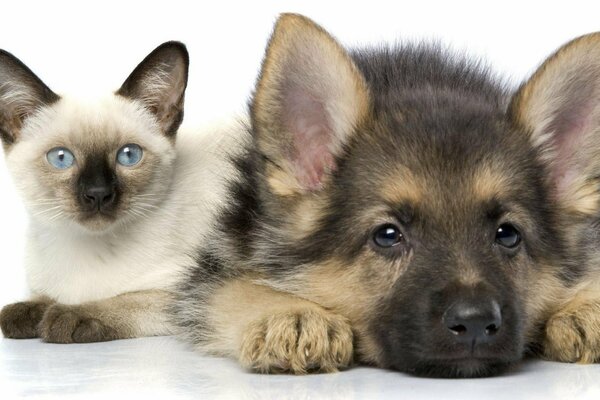 A German Shepherd puppy with a kitten