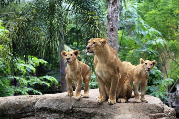 Le Lion avec sa famille a grimpé sur la pierre