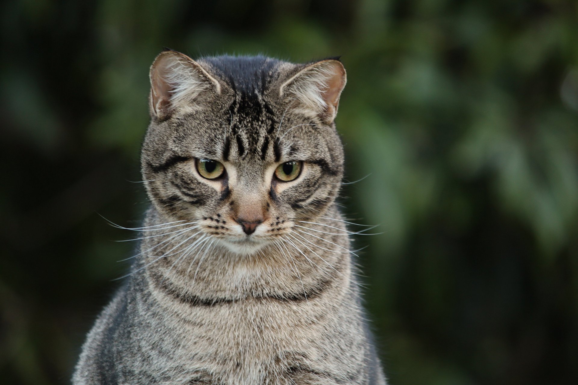 chat gris vue fond rayé