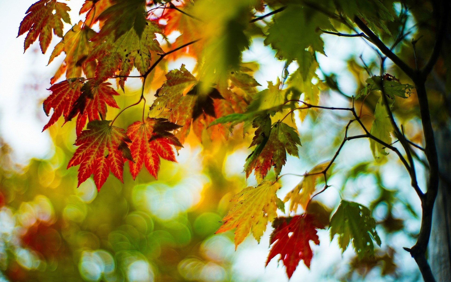 macro autumn leaves leaves red green